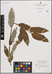 Foto von Salix caprea L. x Salix viminalis L.